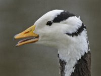 Anser indicus 9, Indische gans, Saxifraga-Ab H Baas