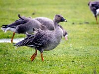 Anser serrirostris 15, Toendrarietgans, Saxifraga-Bart Vastenhouw