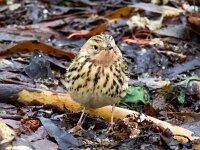 Anthus cervinus 14, Roodkeelpieper, Saxifraga-Bart Vastenhouw