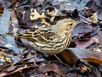 Anthus cervinus 16, Roodkeelpieper, Saxifraga-Bart Vastenhouw