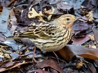 Anthus cervinus 17, Roodkeelpieper, Saxifraga-Bart Vastenhouw