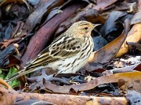 Anthus cervinus 18, Roodkeelpieper, Saxifraga-Bart Vastenhouw