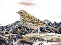 Anthus pratensis 100, Graspieper, Saxifraga-Bart Vastenhouw