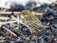 Anthus pratensis 103, Graspieper, Saxifraga-Bart Vastenhouw