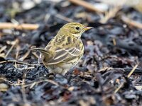 Anthus pratensis 104, Graspieper, Saxifraga-Bart Vastenhouw
