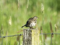 Anthus pratensis 114, Graspieper, adult, Saxifraga-Theo Verstrael