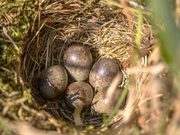 Meadow pipit nest  Meadow pipit (Anthus pratensis) nest with five eggs in meadow : Anthus, Avian, Netherlands, animal, architecture, arctic, bird, birds, birdwatching, branch, breeding, brood, character, color, construction, ecology, egg, eggs, environmental, europe, family, fauna, five, home, house, life, meadow, natural, nature, nest, offspring, ornithology, people, pipit, pratensis, real, reproducing, reproduction, science, scotland, small, time, training, uk, wild, wilderness, wildlife