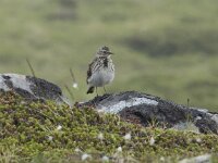 Anthus pratensis 120, Graspieper, Saxifraga-Willem van Kruijsbergen