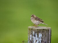 Anthus pratensis 22, Graspieper, adult, Saxifraga-Theo Verstrael