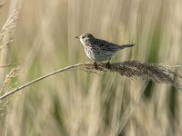 Anthus pratensis 24, Graspieper, adult, Saxifraga-Theo Verstrael
