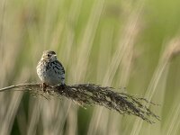 Anthus pratensis 25, Graspieper, adult, Saxifraga-Theo Verstrael