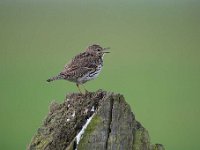 Anthus pratensis 49, Graspieper, Saxifraga-Luuk Vermeer