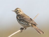 Anthus pratensis 57, Graspieper, Saxifraga-Mark Zekhuis