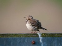 Anthus pratensis 68, Graspieper, Saxifraga-Luuk Vermeer