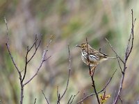 Anthus pratensis 89, Graspieper, Saxifraga-Hans Dekker