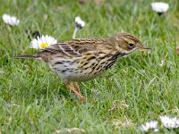 Anthus pratensis 93, Graspieper, Saxifraga-Bart Vastenhouw