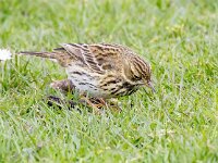 Anthus pratensis 95, Graspieper, Saxifraga-Bart Vastenhouw