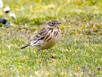 Anthus pratensis 98, Graspieper, Saxifraga-Bart Vastenhouw
