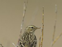 Anthus pratensis 10, Graspieper, Saxifraga-Piet Munsterman