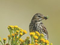 Anthus pratensis 12, Graspieper, Saxifraga-Piet Munsterman