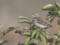 Anthus pratensis 18, Graspieper, Saxifraga-Mark Zekhuis