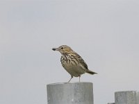 Anthus pratensis 2, Graspieper, Saxifraga-Martin Mollet