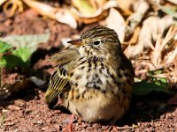 Anthus pratensis 20, Graspieper, Saxifraga-Bart Vastenhouw