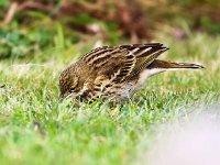 Anthus pratensis 21, Graspieper, Saxifraga-Bart Vastenhouw