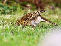 Anthus pratensis 22, Graspieper, Saxifraga-Bart Vastenhouw