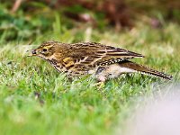 Anthus pratensis 23, Graspieper, Saxifraga-Bart Vastenhouw