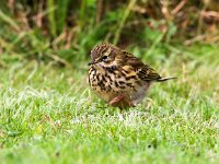 Anthus pratensis 24, Graspieper, Saxifraga-Bart Vastenhouw