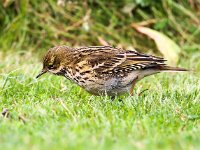 Anthus pratensis 25, Graspieper, Saxifraga-Bart Vastenhouw