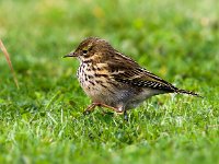 Anthus pratensis 26, Graspieper, Saxifraga-Bart Vastenhouw