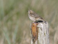 Anthus pratensis 27, Graspieper, Saxifraga-Mark Zekhuis