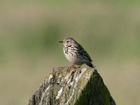 Anthus pratensis 43, Graspieper, Saxifraga-Luuk Vermeer