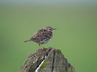 Anthus pratensis 50, Graspieper, Saxifraga-Luuk Vermeer