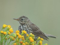 Anthus pratensis 6, Graspieper, Saxifraga-Piet Munsterman