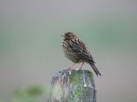 Anthus pratensis 63, Graspieper, Saxifraga-Luuk Vermeer