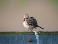 Anthus pratensis 69, Graspieper, Saxifraga-Luuk Vermeer