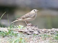 Anthus trivialis 11, Boompieper, Saxifraga-Luuk Vermeer