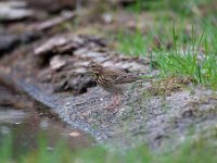 Anthus trivialis 18, Boompieper, Saxifraga-Luuk Vermeer