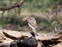 Anthus trivialis 22, Boompieper, Saxifraga-Luuk Vermeer