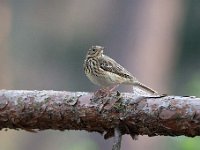 Anthus trivialis 24, Boompieper, Saxifraga-Luuk Vermeer