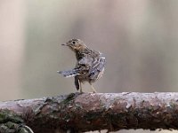 Anthus trivialis 25, Boompieper, Saxifraga-Luuk Vermeer