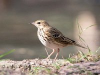 Anthus trivialis 34, Boompieper, Saxifraga-Luuk Vermeer