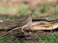 Anthus trivialis 38, Boompieper, Saxifraga-Luuk Vermeer