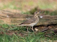 Anthus trivialis 41, Boompieper, Saxifraga-Luuk Vermeer