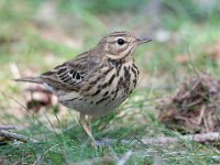 Anthus trivialis 43, Boompieper, Saxifraga-Luuk Vermeer