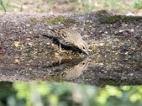 Anthus trivialis 45, Boompieper, Saxifraga-Luuk Vermeer