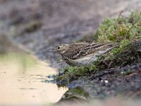 Anthus trivialis 54, Boompieper, Saxifraga-Luuk Vermeer